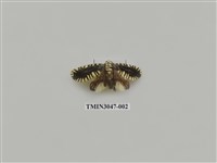 藏品(夜蛾736)的圖片